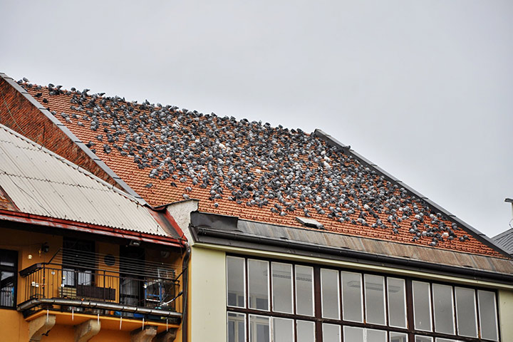 A2B Pest Control are able to install spikes to deter birds from roofs in Chorleywood. 