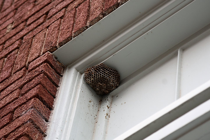 We provide a wasp nest removal service for domestic and commercial properties in Chorleywood.